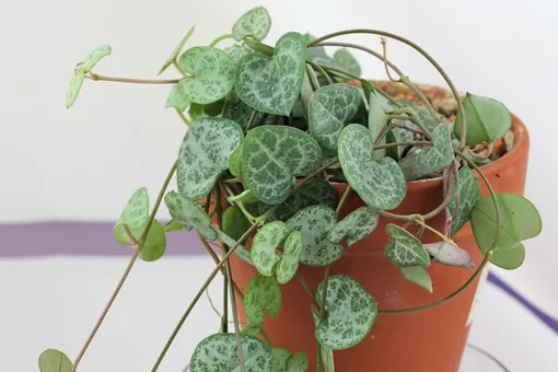 Церопегия Вуда называется так благодаря своему открывателю. И вновь это английский ботаник по имени Джон Медли Вуд Церопегия Вуда