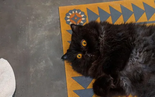 Одна из кошек женщины Одна из кошек женщины