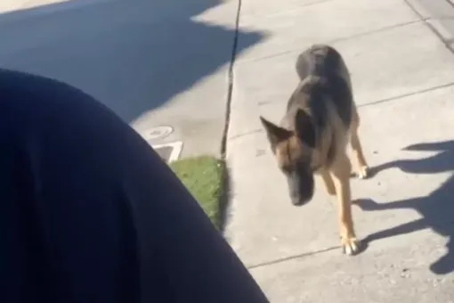 Главное – найти своего человека! История о том, как бездомная собака сама выбрала себе хозяйку. И очень вовремя! Главное – найти своего человека! История о том, как бездомная собака сама выбрала себе хозяйку. И очень вовремя!