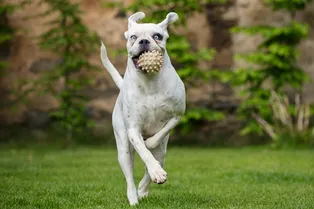 Бегает по кругу и не сидит на месте: может ли собака иметь синдром дефицита внимания