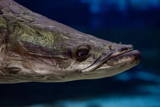 апарайма: самая большая рыба Амазонки апарайма: самая большая рыба Амазонки