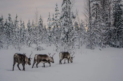 Северные олени