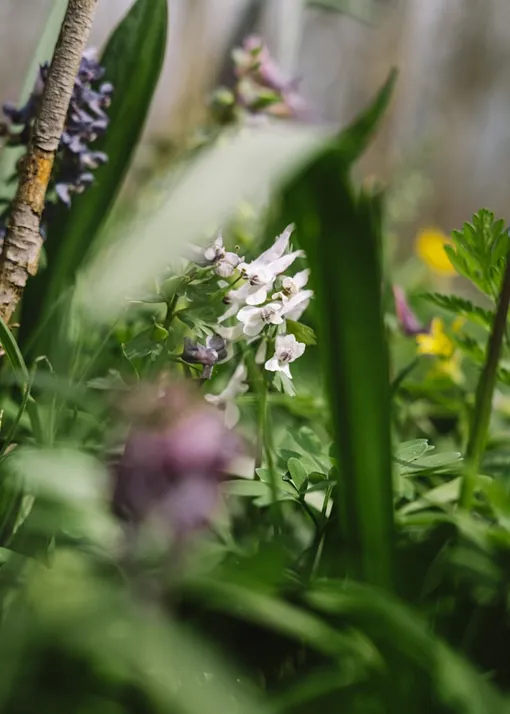 весна цветы весна цветы