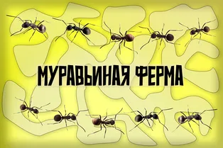 Микроцивилизация у тебя в комнате: все о муравьиной ферме в домашних условиях