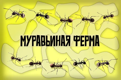 Микроцивилизация у тебя в комнате: все о муравьиной ферме в домашних условиях Микроцивилизация у тебя в комнате: все о муравьиной ферме в домашних условиях