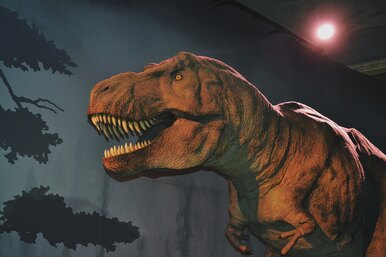 T-Rex был пылким хищником: ученые выяснили, какие из динозавров были хладнокровными, а какие теплокровными