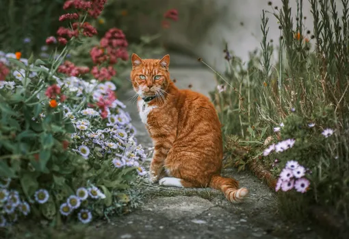 рыжий кот рыжий кот
