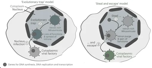 Две основные модели эволюции Mirusviricota («эволюционная ловушка» против «кража и побег») в контексте переходных состояний Demutovirales. Две основные модели эволюции Mirusviricota («эволюционная ловушка» против «кража и побег») в контексте переходных состояний Demutovirales.