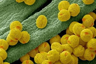 Ученые научились делать бумагу и губки из пыльцы! Вот как это возможно Ученые научились делать бумагу и губки из пыльцы! Вот как это возможно