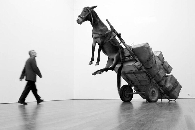 Ослиное упрямство как способ выживания: 8 удивительных фактов об ослице Люсе из «Кавказской пленницы» и ее сородичах