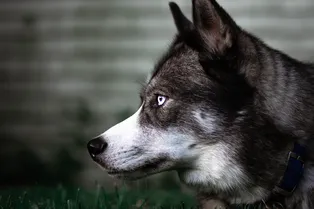 Как человек одомашнил собаку и откуда появились первые породы