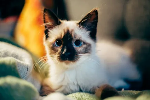 котята котята