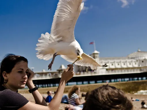 чайка ворует еду чайка ворует еду