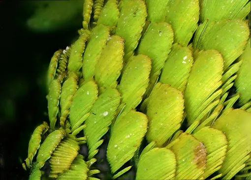 Перья райского танагра (Tangara chilensis) Перья райского танагра (Tangara chilensis)