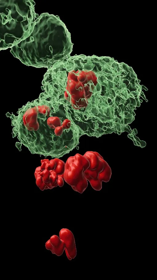 Клетки DARE (их тела отмечены зеленым цветом) и клетки NARE (их тела не отмечены) в эпителиальной ткани, из которой развивается крыло мухи. Красным цветом обозначены ядра клеток в процессе деления. Исследователи обнаружили, что клетки NARE получают сигналы от соседних клеток DARE, которые дают им команду на пролиферацию.