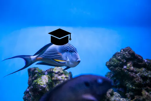 Подводные гении: 5 самых умных рыб на планете Подводные гении: 5 самых умных рыб на планете