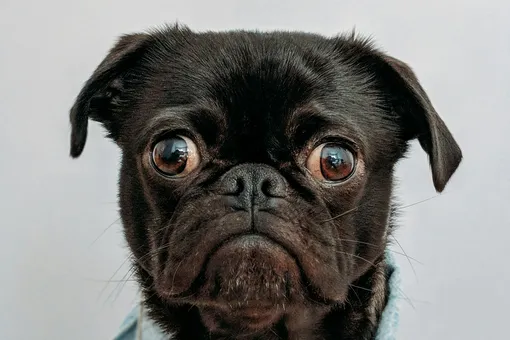 Гневный голос хозяина сбивает собаку с лап Гневный голос хозяина сбивает собаку с лап