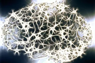 Ученые впервые вырастили полноценную модель мозга без животных компонентов