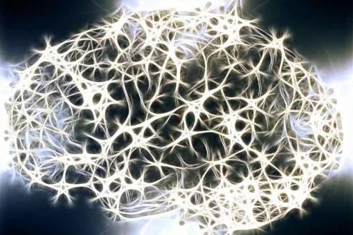 Ученые впервые вырастили полноценную модель мозга без животных компонентов