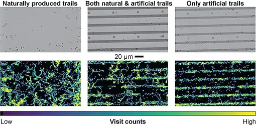 Pseudomonas на сахарных тропах, L to R. Pseudomonas на сахарных тропах, L to R.