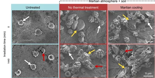 Влияние моделируемой марсианской температуры на выживаемость и морфологию конидий A. calidoustus.