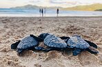 Почти каждая морская черепаха во Флориде теперь рождается самкой. Во всем виновато повышение температуры