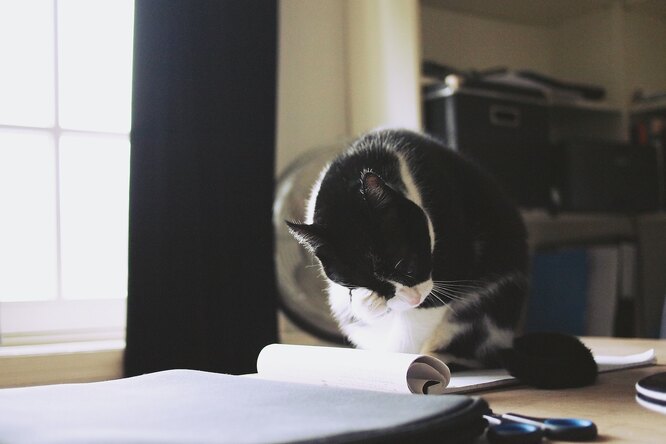 Освобождение от Золотой Орды и персонажи «Счастливы вместе»: быстрый тест на общие знания. Ответите на все вопросы?