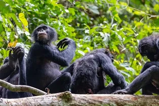 Самки бонобо растерзали самца за попытку напасть на детеныша