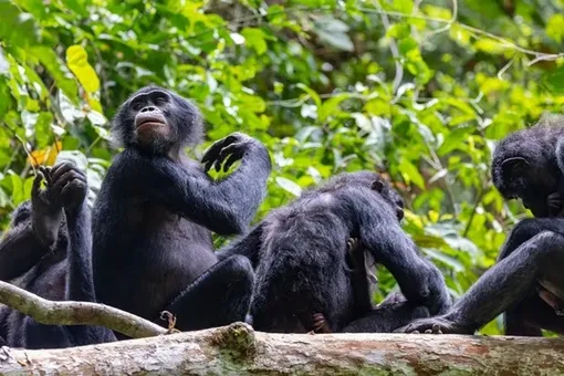 Самки бонобо растерзали самца за попытку напасть на детеныша