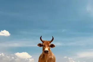 От силы мышления до умных коров и тревожных пингвинов: главные новости сегодня