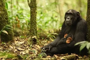 Десятилетняя война групп шимпанзе закончилась для победителей «бэби-бумом»