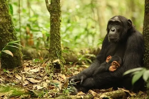 Десятилетняя война групп шимпанзе закончилась для победителей «бэби-бумом» Десятилетняя война групп шимпанзе закончилась для победителей «бэби-бумом»