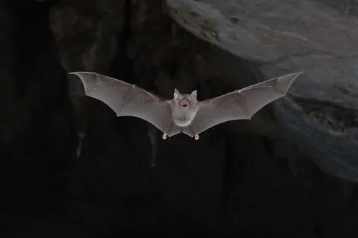 Craseonycteris thonglongyai Craseonycteris thonglongyai