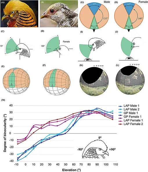 Иллюстрированы конфигурации зрительных полей у золотых фазанов (Chrysolophus pictus, GP) и фазанов леди Амхерст (C. amherstiae, LAP). Конфигурации зрительных полей у фазанов