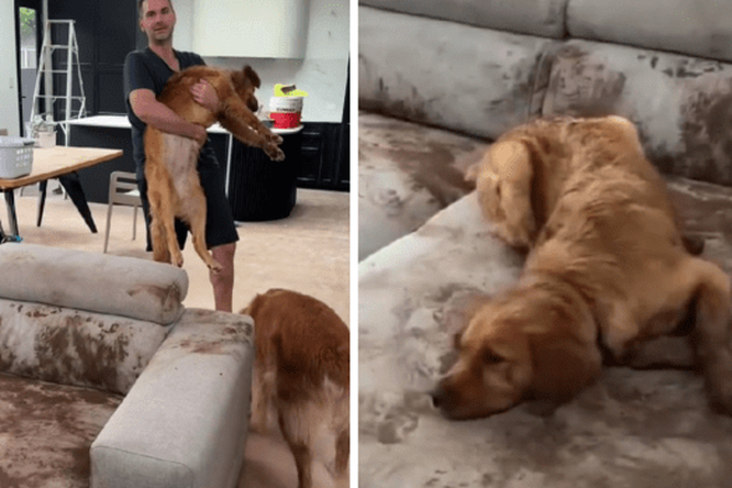 Кот поддатый. Хозяев даже в самый. Парень с собакой. Собаки преданные хозяину. Дорога домой фильм 2019.