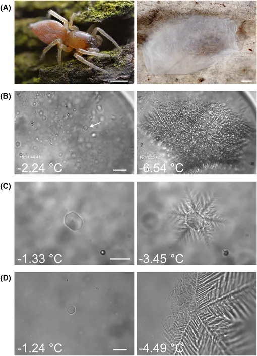 Поведение белка-антифриза при минусовых температурах