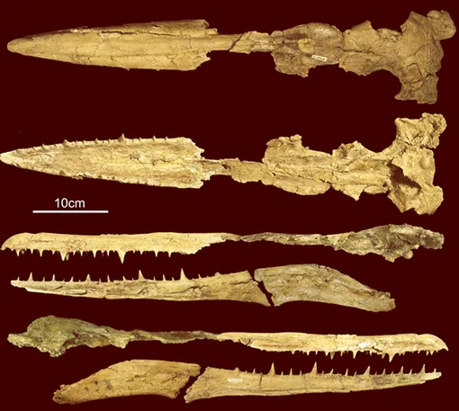 Череп гигантской птицы Череп гигантской птицы