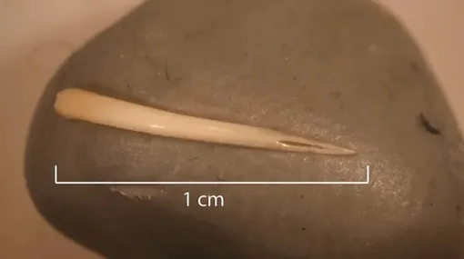 Ископаемые копролиты с клыком. / Ископаемые копролиты с клыком. /