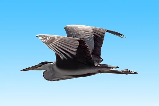 Авиалайнер «Серая цапля» тоже улетает на юг зимой Серая цапля перелетная птица