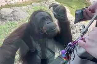 Орангутанг заметила сладости у посетителя зоопарка и попросила «тайно» передать их ей