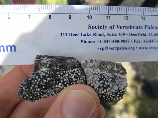 Зубчики, напоминающие терку