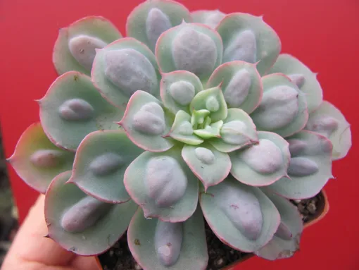 Эхеверия Капли Дождя называется так из-за характерных уплотнений на листьях: издалека и правда кажется, что на растении просто собрались капли воды! Эхеверия Капли Дождя