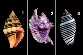 Какая ракушка вас притягивает? Этот тест покажет ваш настоящий характер