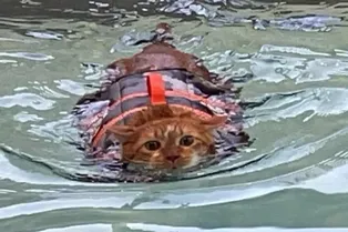 Посмотрите на кота, который худеет с помощью плавания. Ему явно это не по душе!