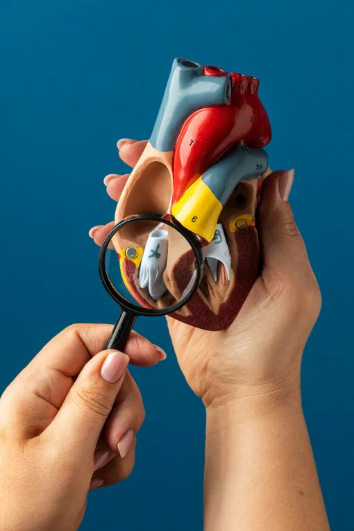 сердце макет