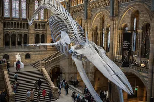 Рекордсмены: у кого из животных самая большая голова Рекордсмены: у кого из животных самая большая голова