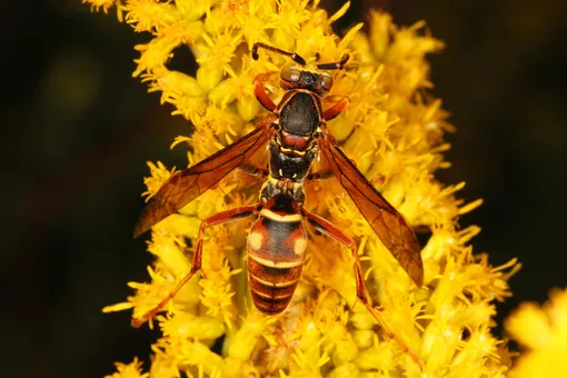 Осы Polistes fuscatus распознают своих сородичей по особым пятнам. Осы Polistes fuscatus распознают своих сородичей по особым пятнам.