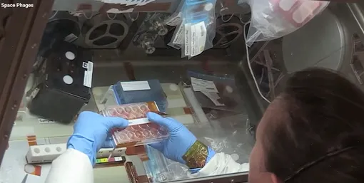 Астронавт работает с бактериями и фагами на МКС.