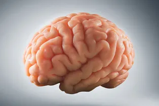 Как на самом деле выглядит мозг, извлеченный из тела Как на самом деле выглядит мозг, извлеченный из тела