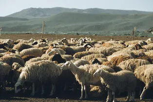 Как чума бронзового века гуляла по Евразии с помощью овец